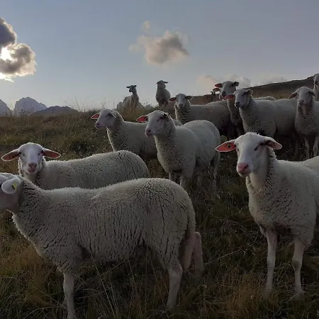 Bio Yak Hof Heinz * Sufers