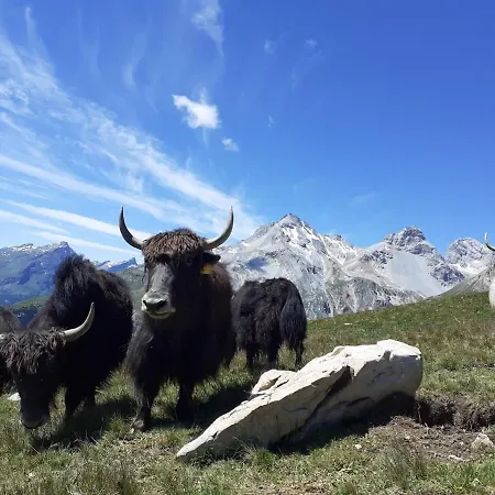 Apartamento Bio Yak Hof Heinz Sufers