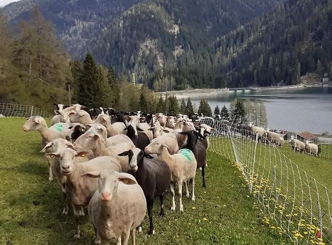 Bio Yak Hof Heinz * Sufers