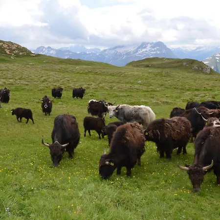 Lejlighed Bio Yak Hof Heinz Sufers