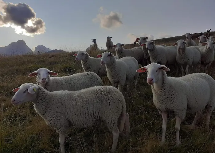 Bio Yak Hof Heinz * Sufers