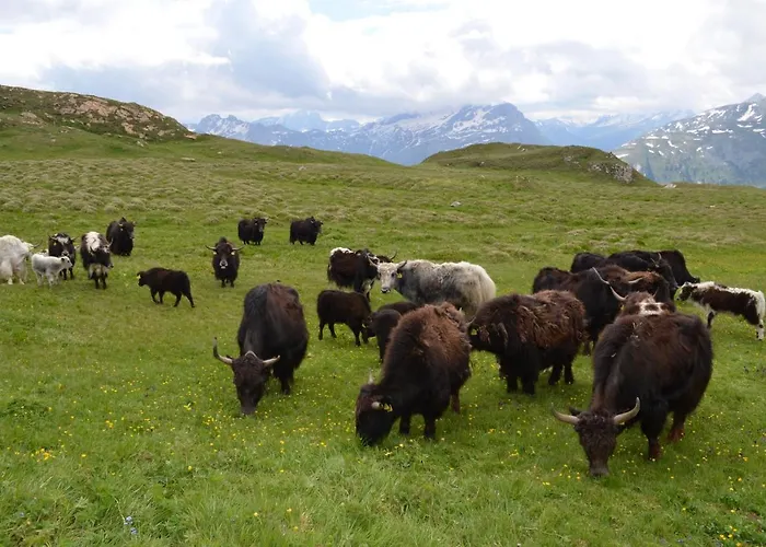Lejlighed Bio Yak Hof Heinz Sufers