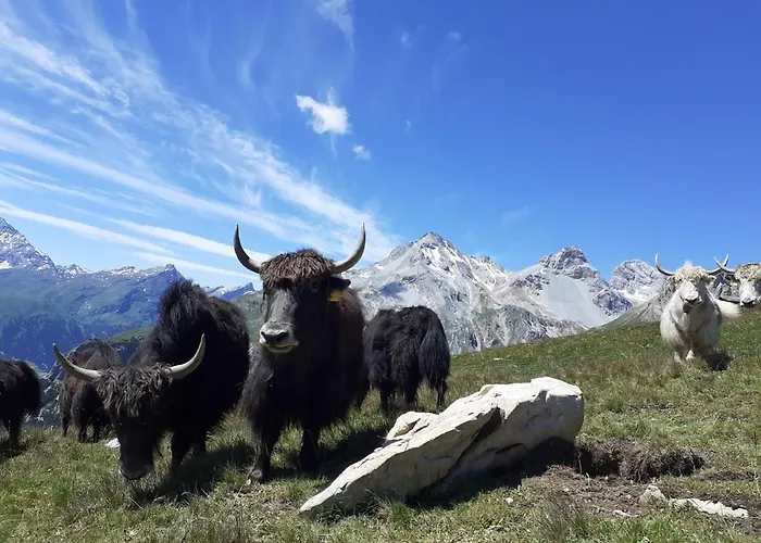 Lejlighed Bio Yak Hof Heinz Sufers